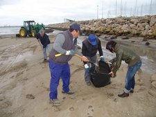 LOS SERVICIOS MUNICIPALES DE PLAYAS INTERVIENEN EN DISTINTOS PUNTOS DEL LITORAL AFECTADOS POR EL TEMPORAL