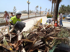 PARQUES Y JARDINES ACTÚA SOBRE LAS PALMERAS DEL PASEO DEL CHORRILLO 