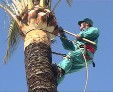 OPERARIOS DE PARQUES Y JARDINES INICIAN LA CAMPAÑA DE PODA DE PALMERAS EN LA CALLE CALVARIO   